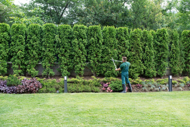 Best Tree and Shrub Care  in Mint Hill, NC