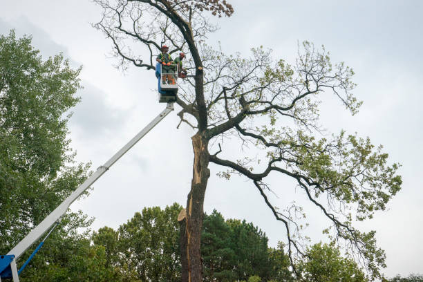 Best Tree Disease Treatment  in Mint Hill, NC